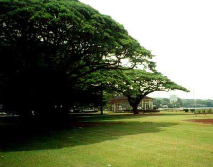 Hilo now