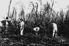 Cane field workers - whips